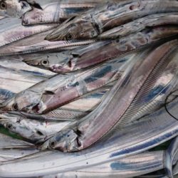 オーフリー 釣果