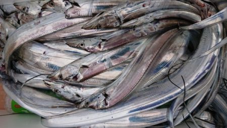 オーフリー 釣果