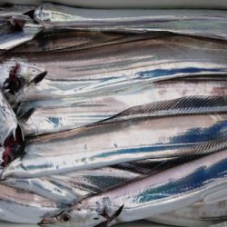 オーフリー 釣果