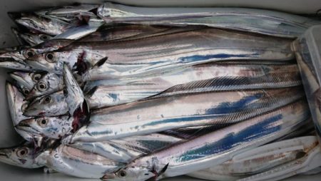 オーフリー 釣果