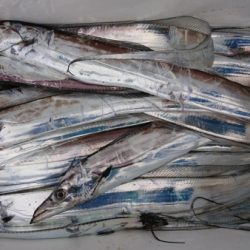 オーフリー 釣果