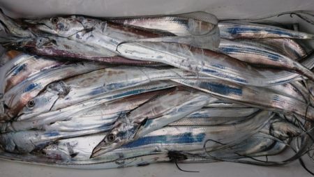 オーフリー 釣果