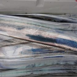 オーフリー 釣果