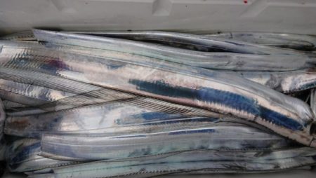 オーフリー 釣果