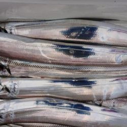 オーフリー 釣果