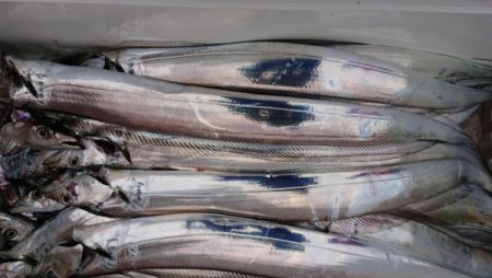 オーフリー 釣果