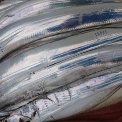 オーフリー 釣果