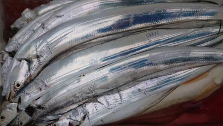 オーフリー 釣果