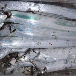 松本釣船２ 釣果