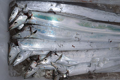 松本釣船２ 釣果