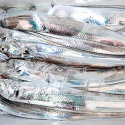 松本釣船２ 釣果