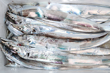 松本釣船２ 釣果