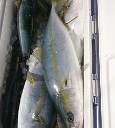 海龍丸(福岡) 釣果