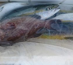 海龍丸(福岡) 釣果