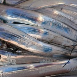 オーフリー 釣果