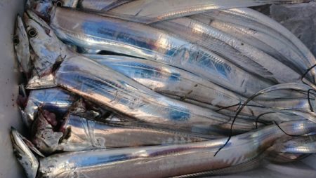 オーフリー 釣果