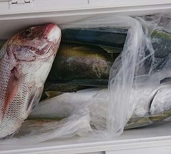 海龍丸（福岡） 釣果