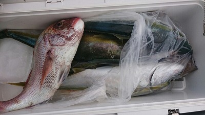 海龍丸（福岡） 釣果