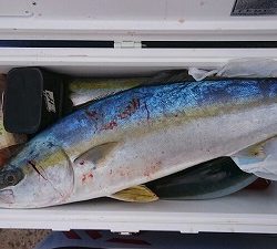 海龍丸（福岡） 釣果