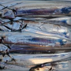 オーフリー 釣果