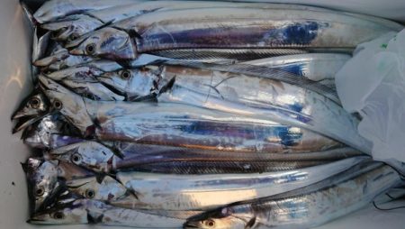 オーフリー 釣果