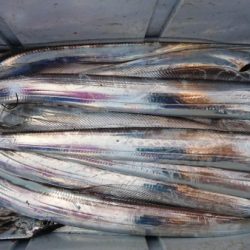 オーフリー 釣果