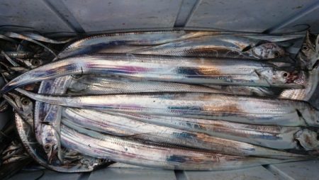 オーフリー 釣果