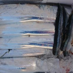 オーフリー 釣果