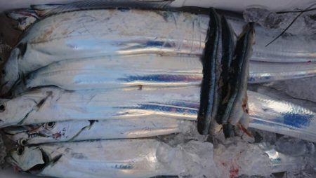 オーフリー 釣果