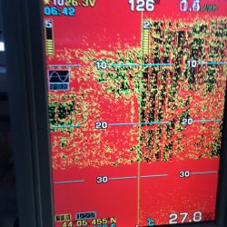 第八平成丸 釣果