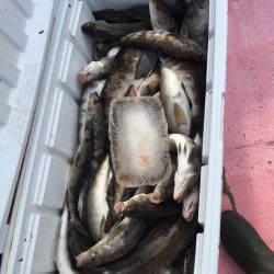 第八平成丸 釣果