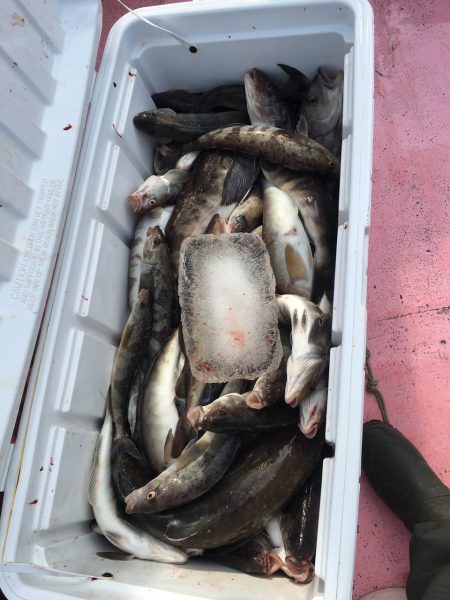 第八平成丸 釣果