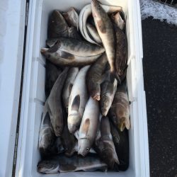 第八平成丸 釣果