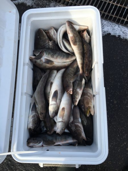 第八平成丸 釣果