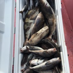 第八平成丸 釣果