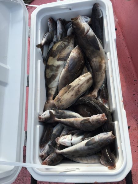 第八平成丸 釣果