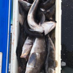 第八平成丸 釣果