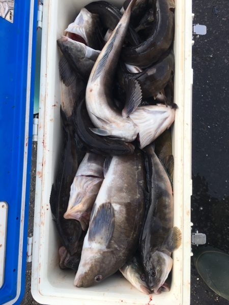 第八平成丸 釣果