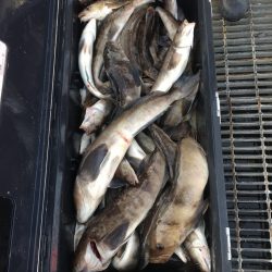 第八平成丸 釣果