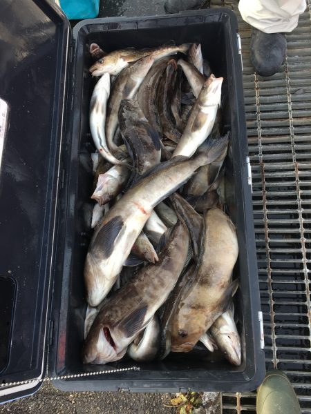 第八平成丸 釣果