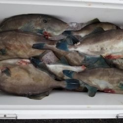 オーフリー 釣果