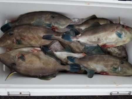 オーフリー 釣果