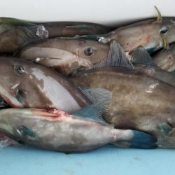 オーフリー 釣果