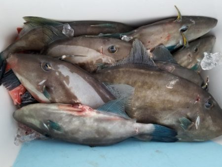 オーフリー 釣果