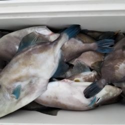 オーフリー 釣果