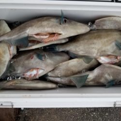 オーフリー 釣果