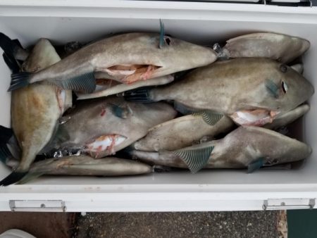 オーフリー 釣果