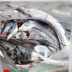 松本釣船2 釣果