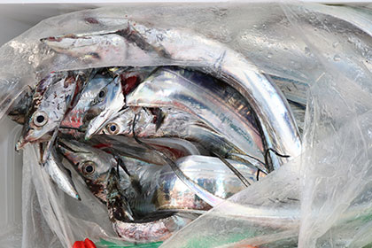 松本釣船2 釣果