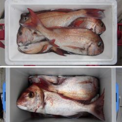 来温丸(らいおんまる) 釣果